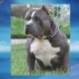 Woman accused of leaving Pitbull to freeze and starve to death in shed