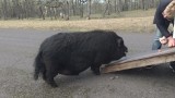 Pig at large: 'You can't force a 300-pound pig into a vehicle'